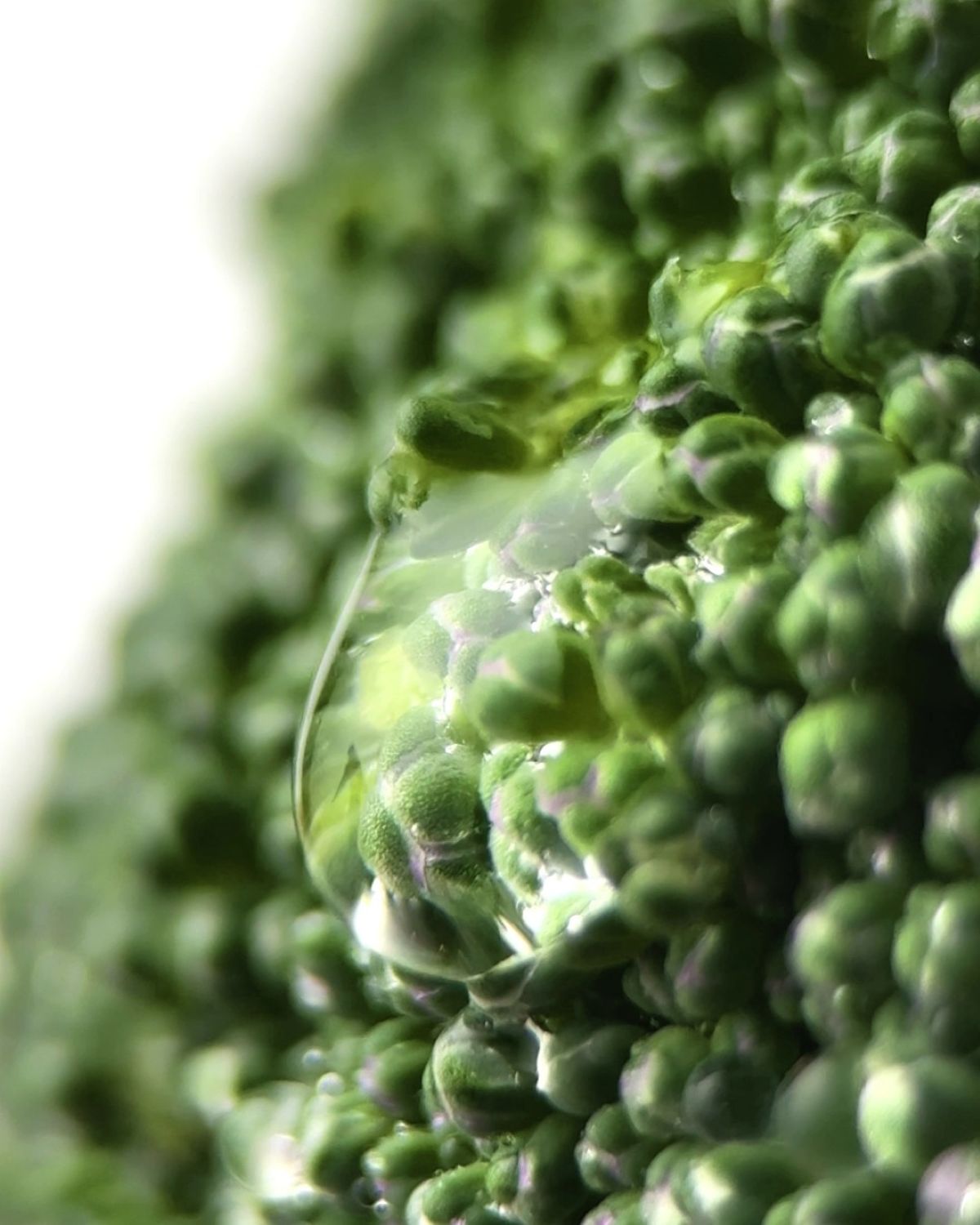 Conditionneur 250ml - Après-shampooing